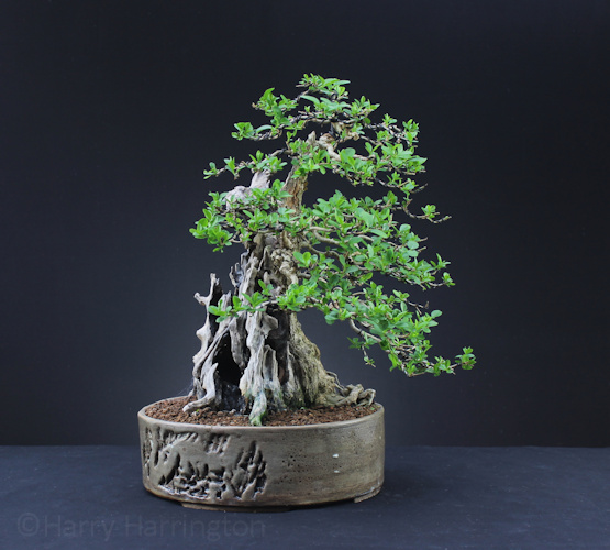 privet bonsai